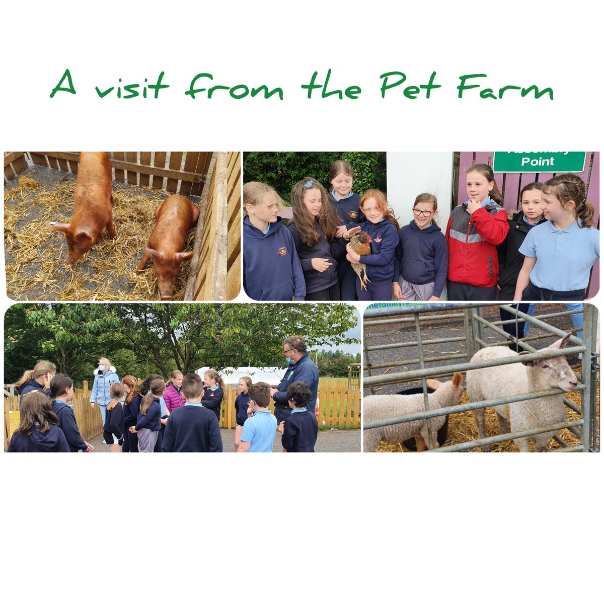 DerrywashNS's tweet image. Farm fun today for all students! A special thanks to Farmer Pat and all the animals #petfarm #learning #farming #fun #farmsafety