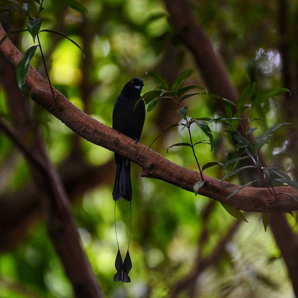 Finally able to capture a full image of a Racket-tailed Drongo with its beautiful tail

#birdwatching #birdphotography #birdofsingapore #rackettaileddrongo