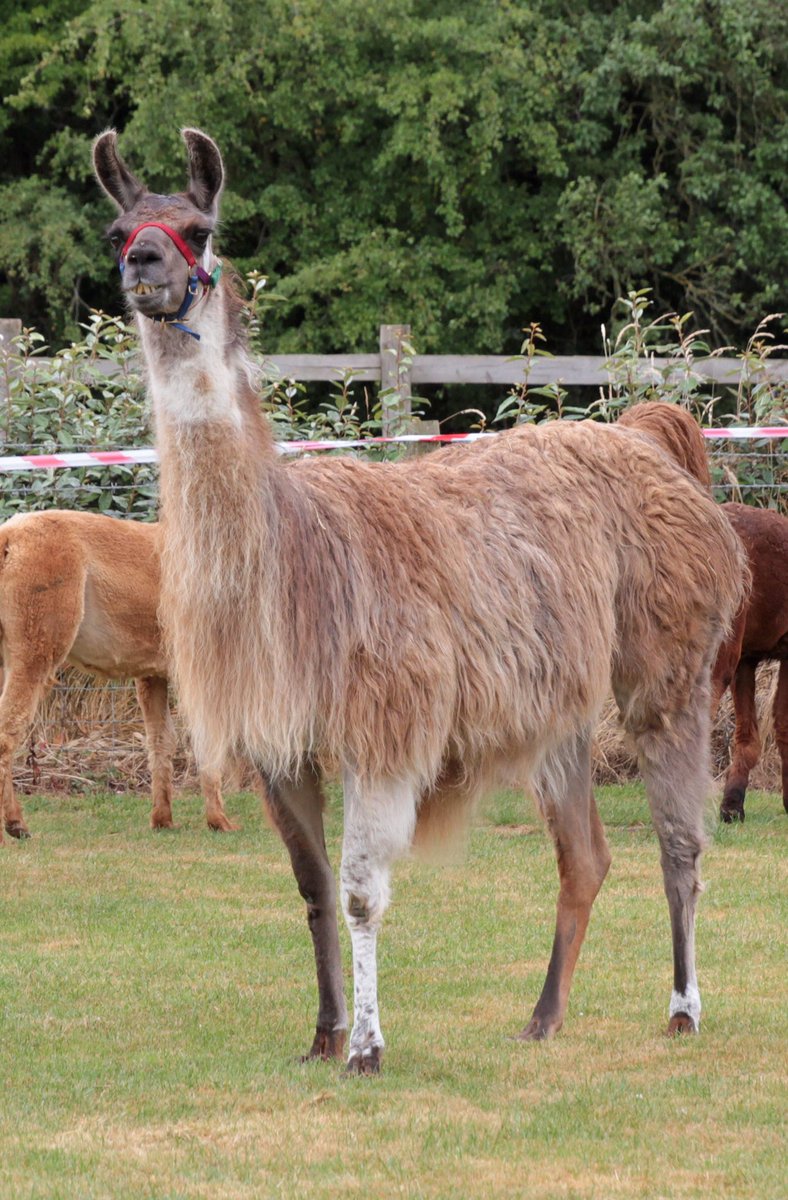 AnimalsRMagic2's tweet image. We are so sorry, but because of yesterday’s announcement we’ve taken the difficult decision to cancel Animals R Magic 2021. But we’ll be announcing the date for 2022 shortly!