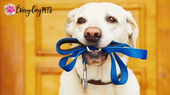Everyday_Pets's tweet photo. Sometimes walking your dog can be problematic if they are frantic while having a leash or collar on. Do you find yourself having this problem? 

Then you will love what Dr. Sarah has to share in this short video, have a look! 
https://t.co/USJrUtzogS

#DogLovers #DogWalking https://t.co/t67dJ8oyiv
