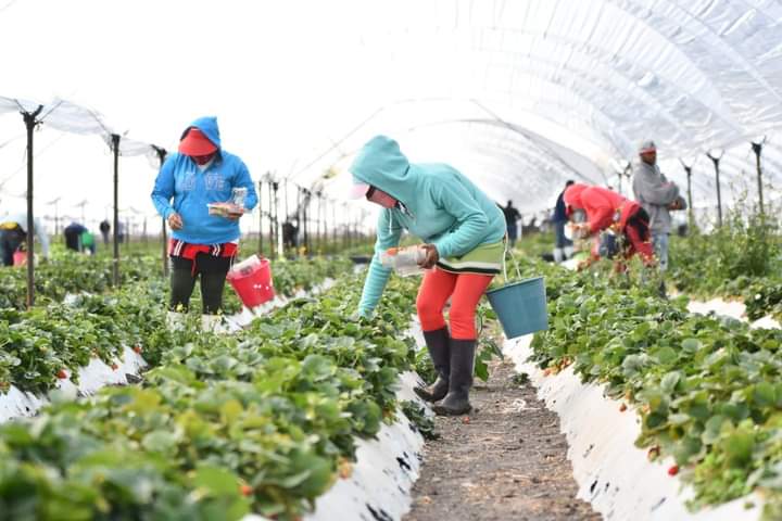 Orgullosamente #Irapuato es epicentro de la actividad agroalimentaria en #Guanajuato, con sus productos de calidad reconocidos a nivel nacional e internacional. Nuestro estado exporta a 67 países y genera 120 mil empleos.