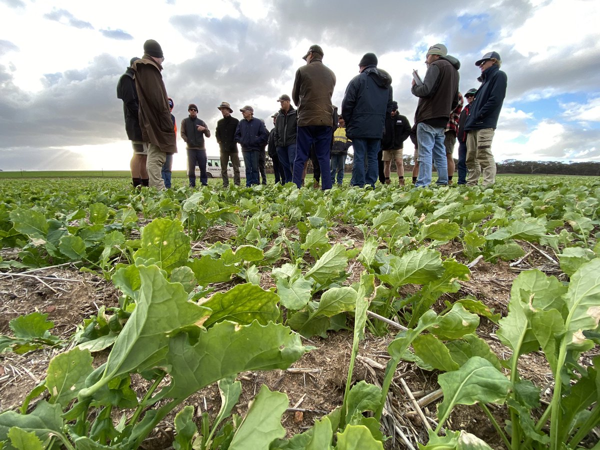 David Pfeiffer tweet media