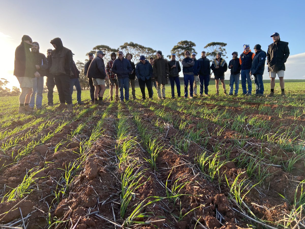 David Pfeiffer tweet media