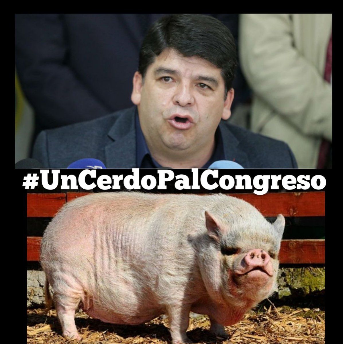Jeshus_f7's tweet photo. A propósito de #FecodeApesta mejor cambiemos el # por #UnCerdoPalCongreso o ves una diferencia entre @Nelsonalarcon74 de @fecode y la marrana de la foto? 🤣🤣
#HayQueRecomponer el congreso con lechona #muydescuidadoscon eso. https://t.co/Pa39dgcbnH