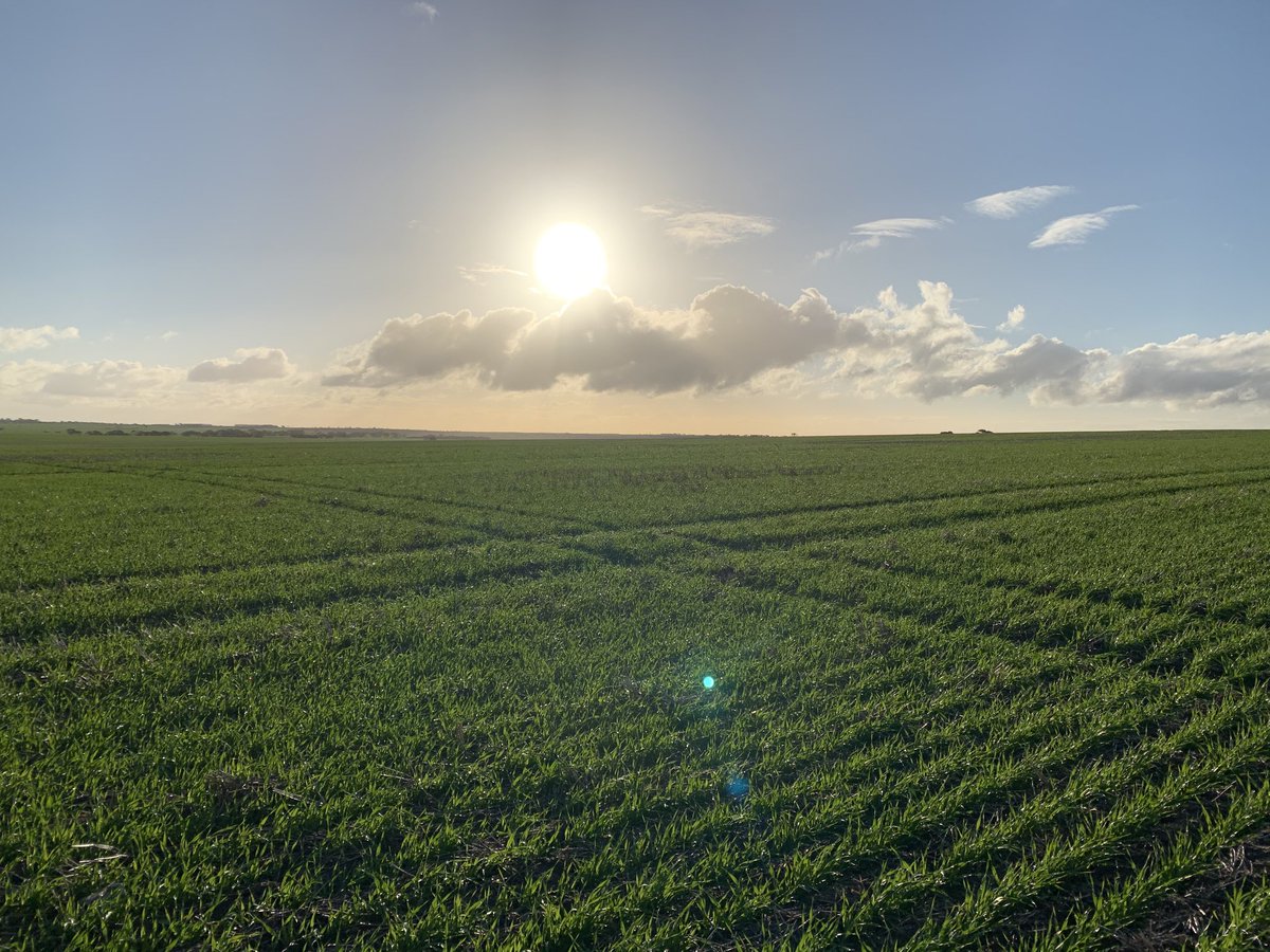 TimBeeck's tweet image. Planet barley up and away - urea/ mop today - nth Gnowangerup 👊👍