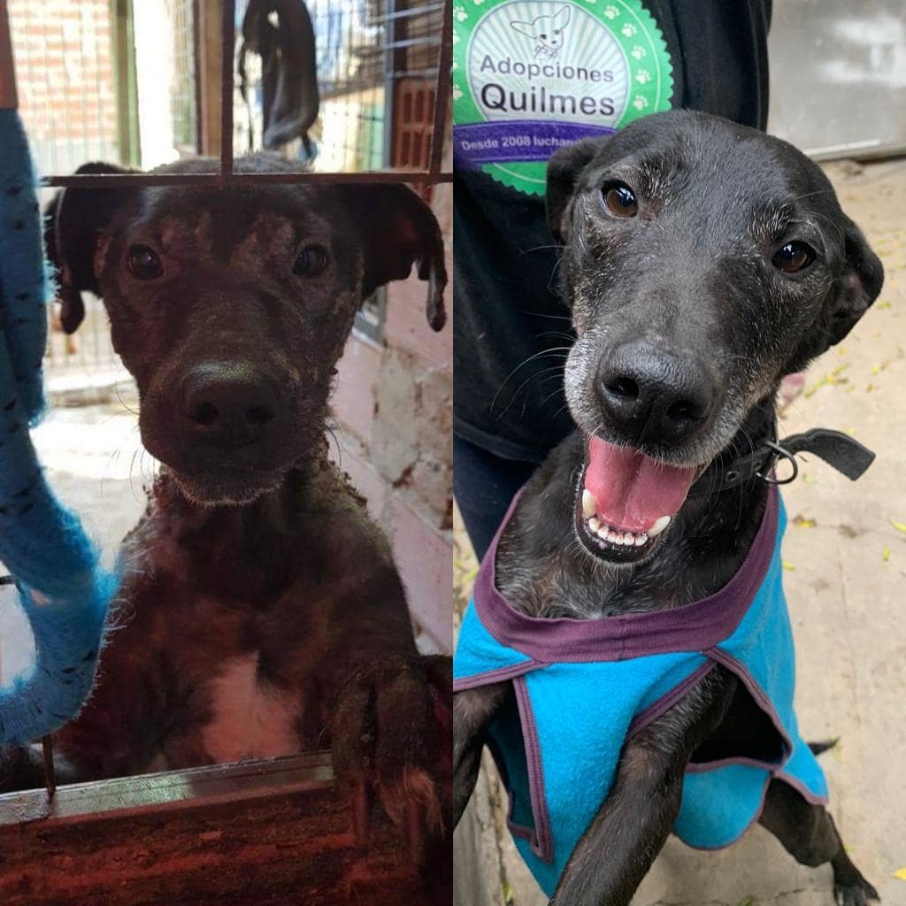 AdopcionesQ's tweet photo. #Budy
Estaba muy triste cuando llegó al refugio, el miedo, el dolor, la angustia que generaba ver como se dejaba abrazar, nos dio la pauta de que la vida le jugó una muy mala pasada 
El necesita un hogar y el amor de una familia.
Whatsapp 1169233782
No se lleva con animales. https://t.co/cCoAVl6RsJ
