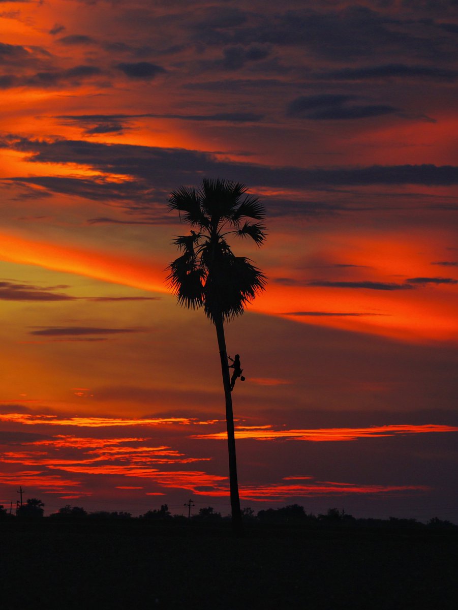 AkhilShatagni's tweet photo. Blood sunset 🌴❤️
toddy palm tree ( toddy man)
.
.
#shotononeplus #YourBestShot
#silhouettephotography #silhouette
#villagevibes #toddytapper #toddytree #telangana #IncredibleIndia @HiHyderabad @incredibleindia https://t.co/afxNAYK6Oo