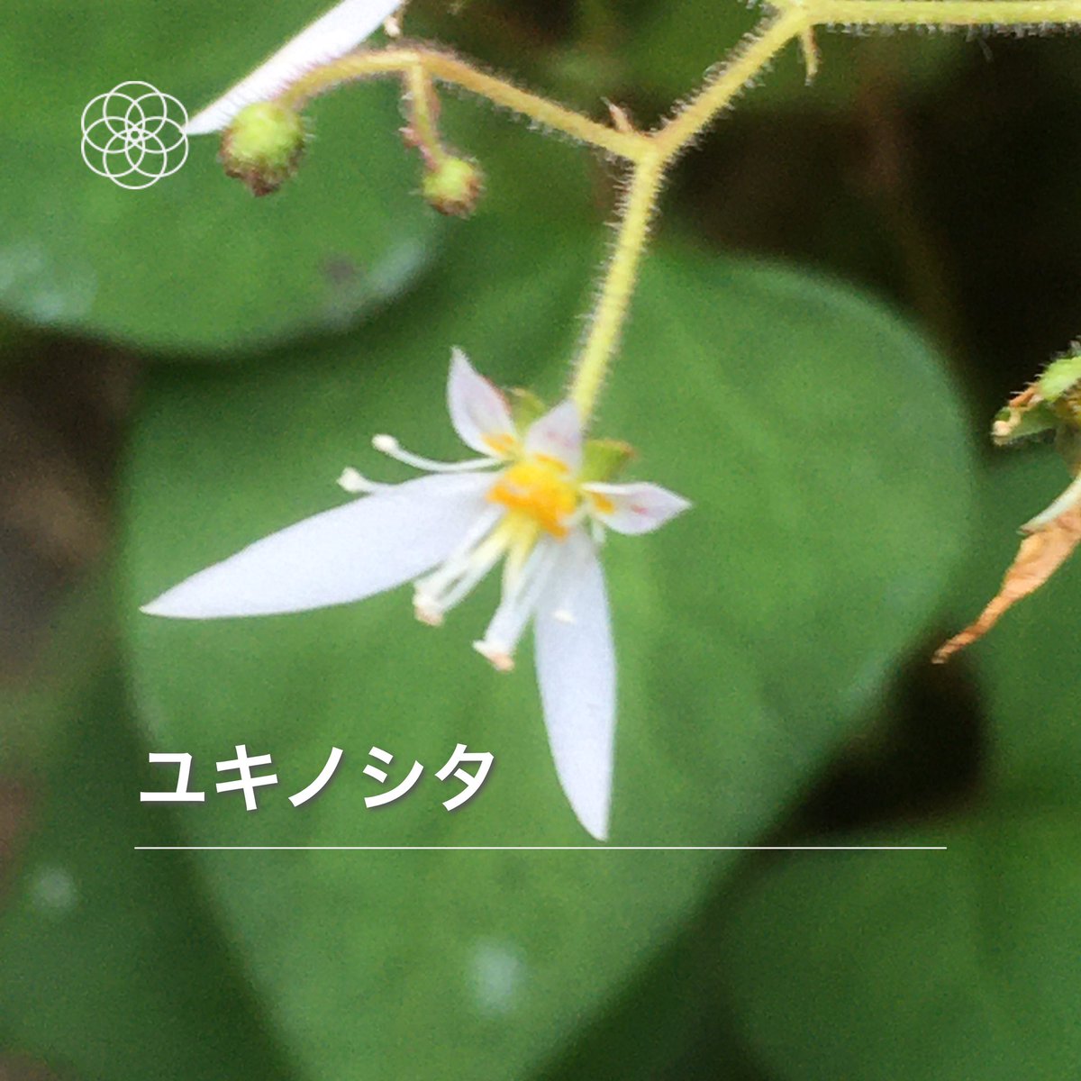 Sentomo 名前の分からない花も沢山あるので ハナノナ と言うアプリ 無料 をインストールした 現在庭に咲いてる花で確認 写真に名前が入り保存出来る 100 正解とはいきませんでしたが 現在も進化中のアプリ 千葉工業大学 で研究 開発 あっても面白い