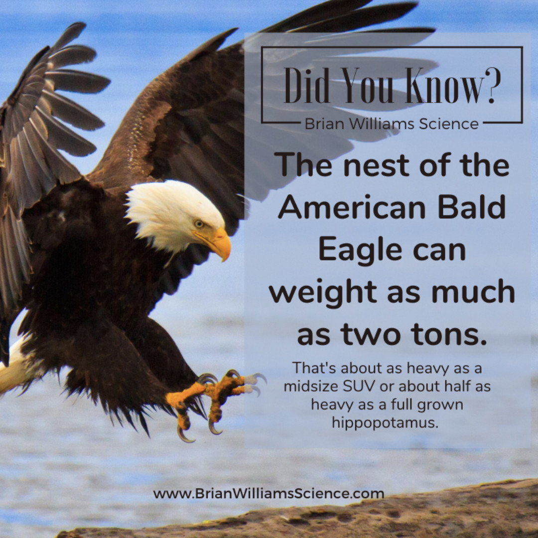 Here's your Tuesday #Science Fun Fact for the week! Did you know that this Sunday (June 20) is #NationalAmericanEagleDay! Take some time to learn about the bald eagle and how you can help to preserve its natural habitat. #DoSomeScience