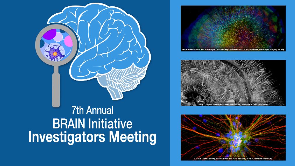 IEEE Brain tweet media