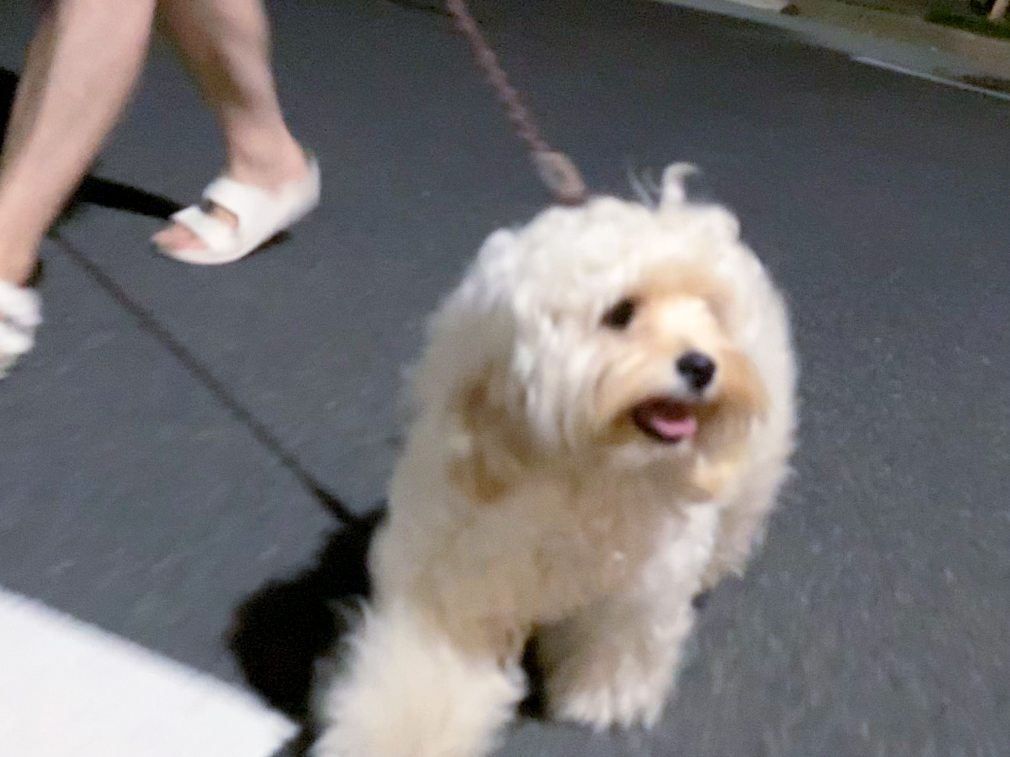 Inu Beer 犬が良いヤツすぎてまじで救われてる 世界で一番良いヤツだ 絶対に幸せにせんとあかん 雨上がり遅め散歩 だったけどマブのおばあちゃんに会えてアゲな犬 T Co 8wls78gp8i Twitter