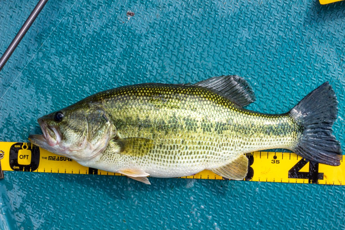 _lo__ol_2cm's tweet image. 40ちょいと40弱、いづれもステルスペッパー。 #竿一本釣行 #F3610XS #HT800 #相模湖