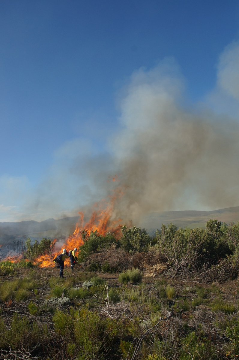 PhillipskopSA's tweet photo. #Controlledburn for fuel reduction took place at Phillipskop yesterday. Thank you so much to The Fynbos Trust and Bredasdorp Working on Fire for their expertise ensuring a safe burn.
We are looking forward to seeing what comes up following the fire.
#fynbos @OverbergFPA https://t.co/A4cjzCs1ry