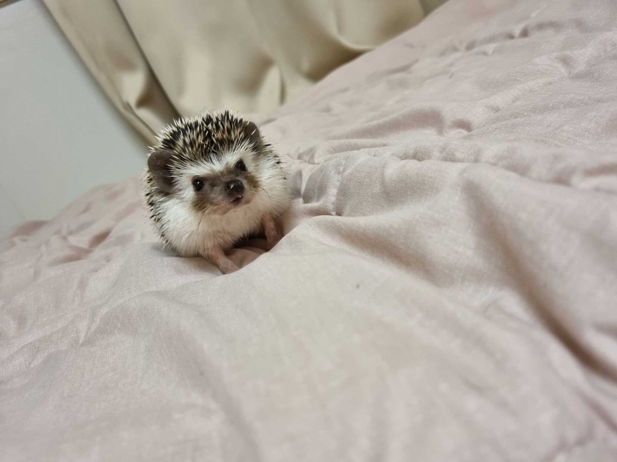 E37oZFWWEAsrdCX?format=jpg&name=large