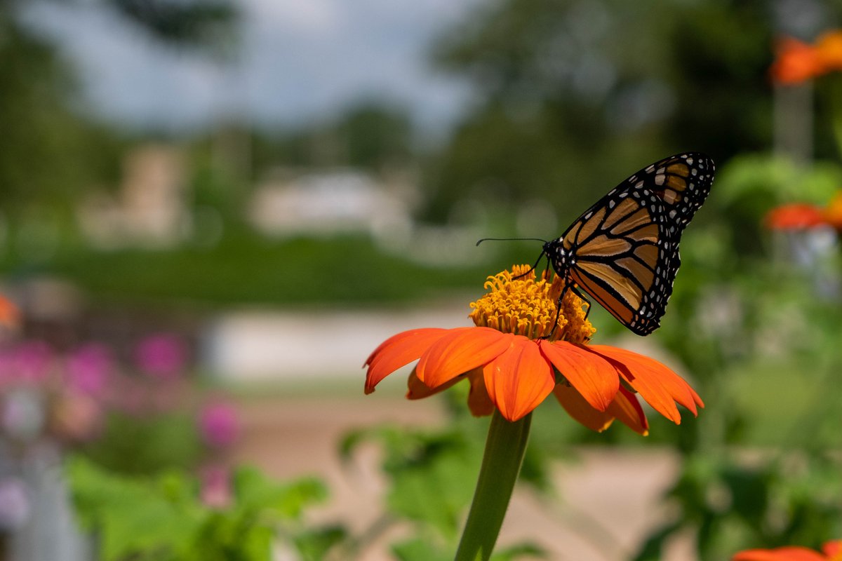 Texas A&M University tweet media