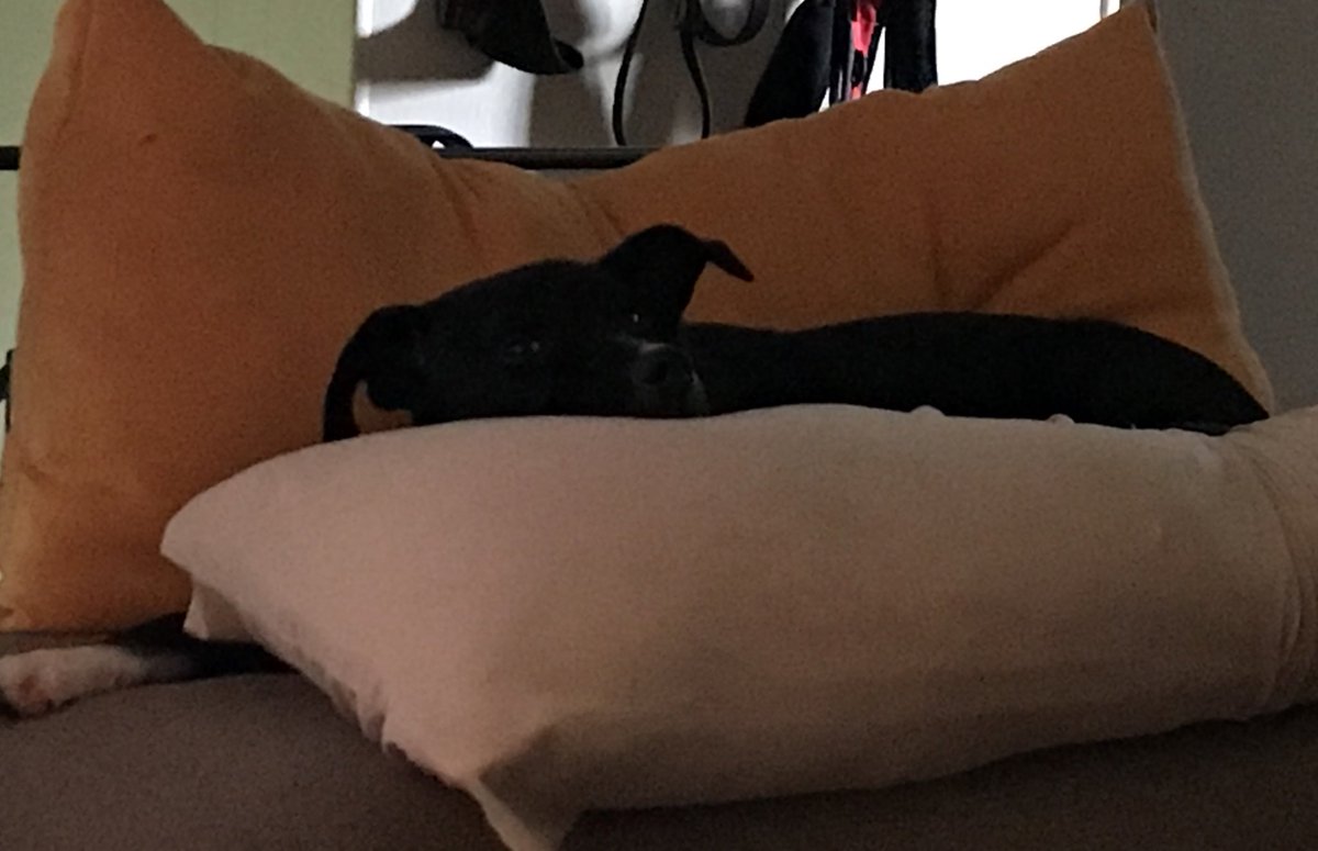 LilLadyLucia's tweet photo. Life after surgery: Sleep, Stare @ Mom and Sleeps some more. 💤👁💤 #Puplife https://t.co/ogpjDwZYgp