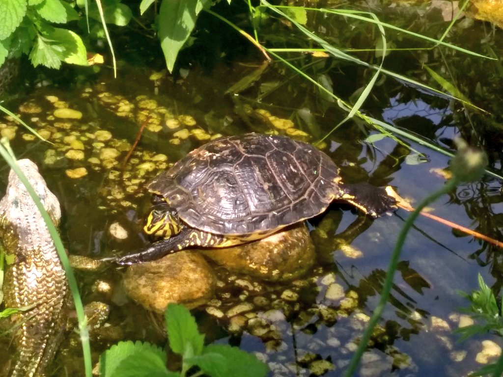 c3_toc's tweet image. Heute wird die linke Seite gesonnt. 😎