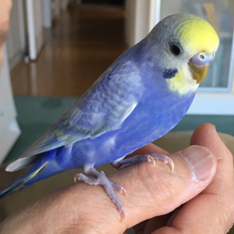 東京都板橋区で迷子になったセキセイインコを探しています Rriaynqgi8givwp Twitter 東京都板橋区で迷子になったセキセイインコを探しています Rriaynqgi8givwp Twitter