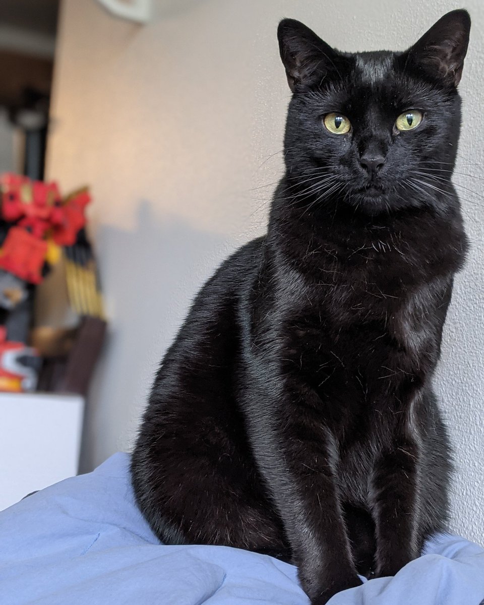 blackkittybros's tweet photo. Shiny Boy Sam wishing you  #supurrtuesday 🖤

#SamuelJosef #SammyJ #blackkittybros #blackcatsoftwitter

📸@rollingpinninja https://t.co/FNCTGrsWKP