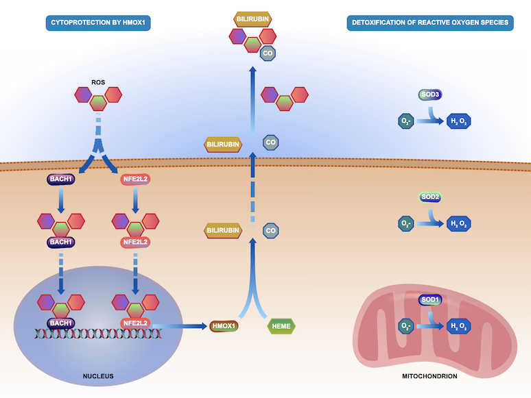 reactome's tweet photo. Check out the new V77 data @ https://t.co/rqZb22l919 = 2536 Hsa pwys, 13827 rxns &amp; 33752 lit. refs. Integrated with our #webservices &amp; #PathwayBrowser #bioinformatics #Genomics #Proteomics #dataviz #dataanalysis #FAIR #ELIXIREurope https://t.co/MXYWh2JZwZ