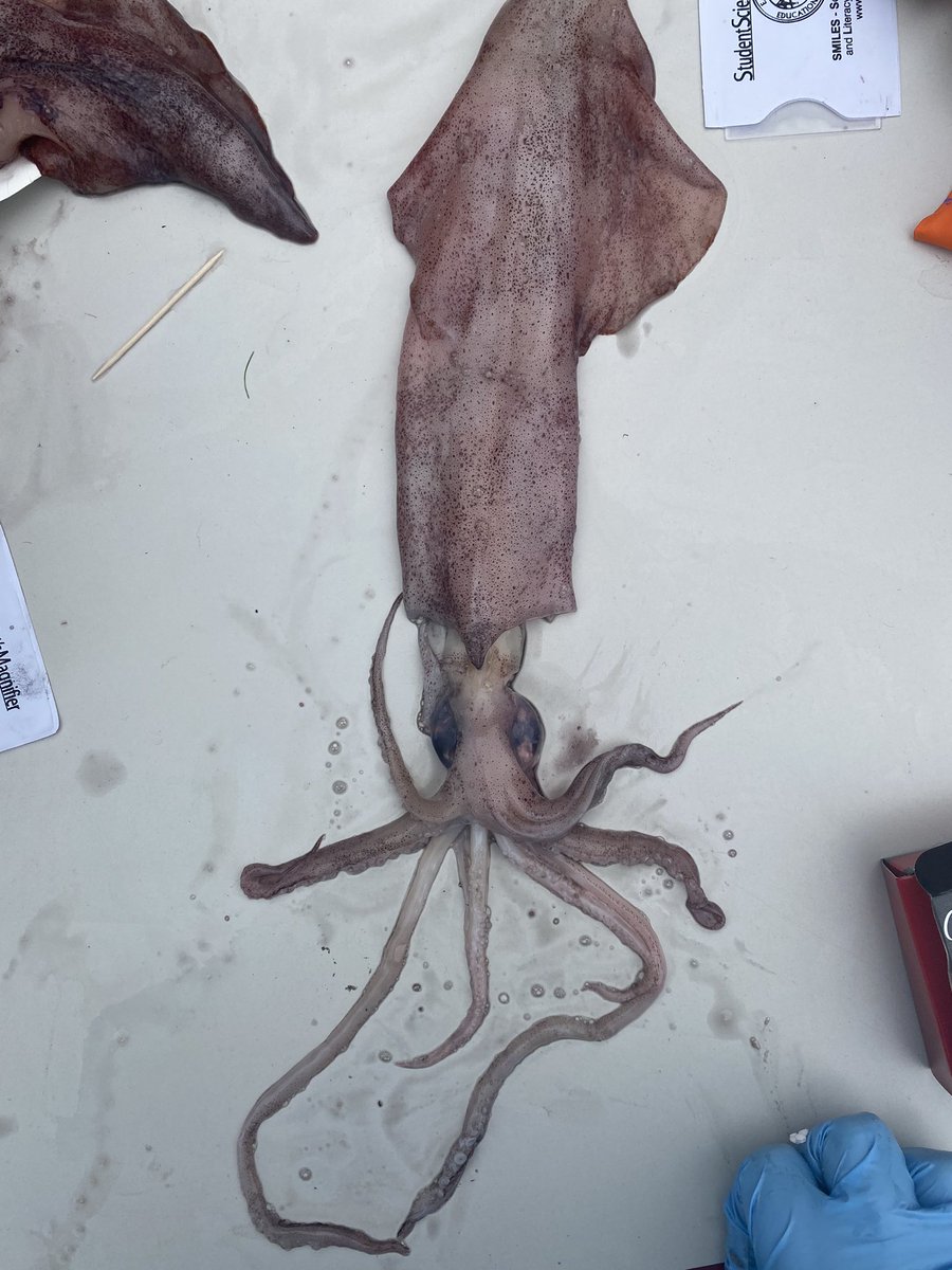 missrendine's tweet photo. Third grade had so much fun dissecting squid today! Writing with the ink sacs, counting the tentacles, extracting the eyeballs.. Calamari anyone? #hennesseyrising #squiddissection @MrsIadevaia3 @RIFoundation #sparkgrant https://t.co/fh1reohoJl