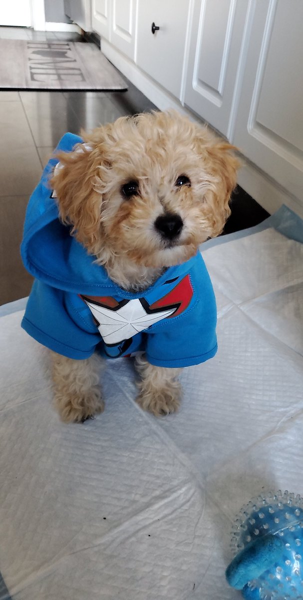 DoorDash on Twitter "Want a 500 DoorDash gift card to get your pet’s