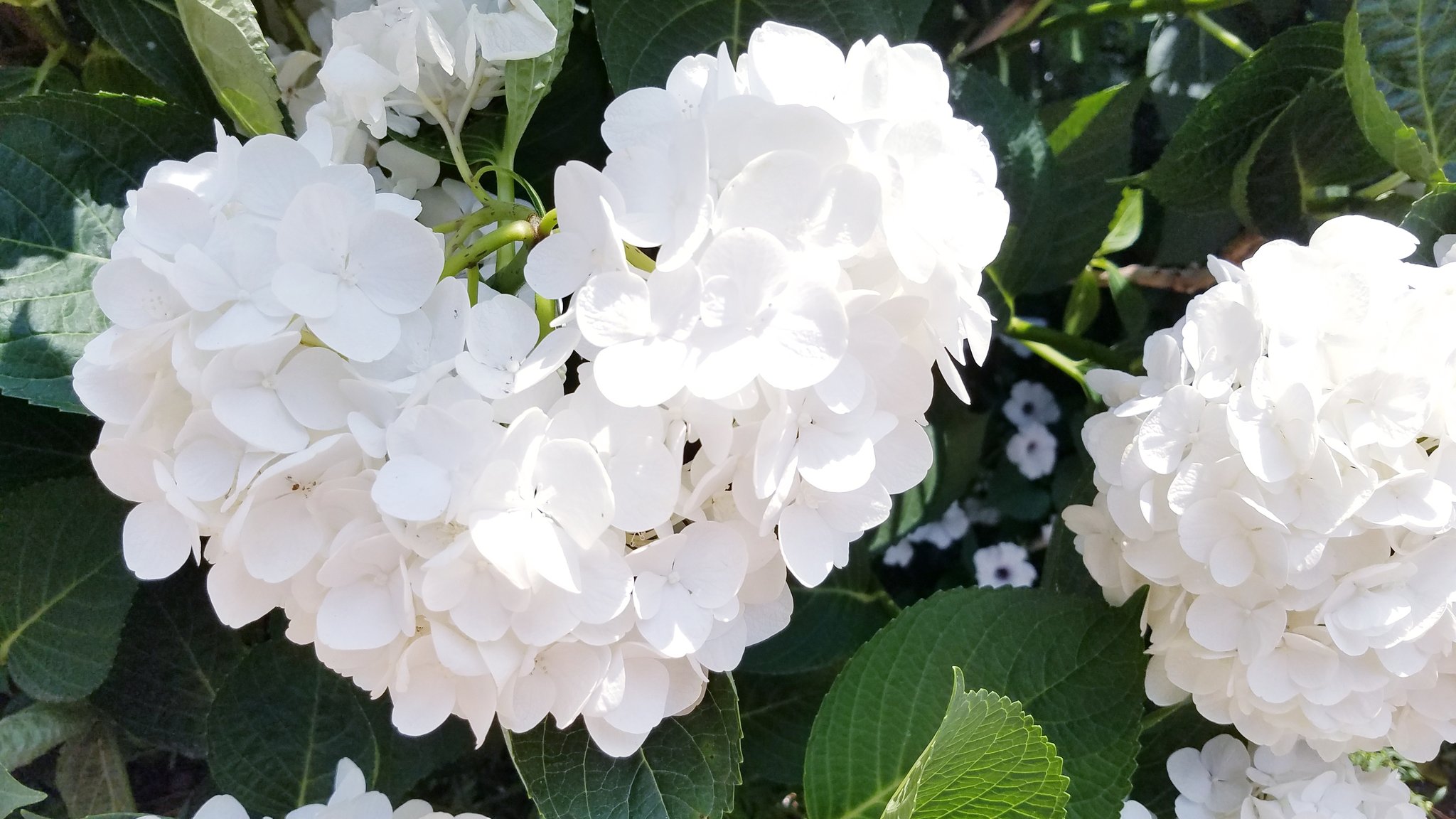 ハート紫陽花 Twitter Search Twitter