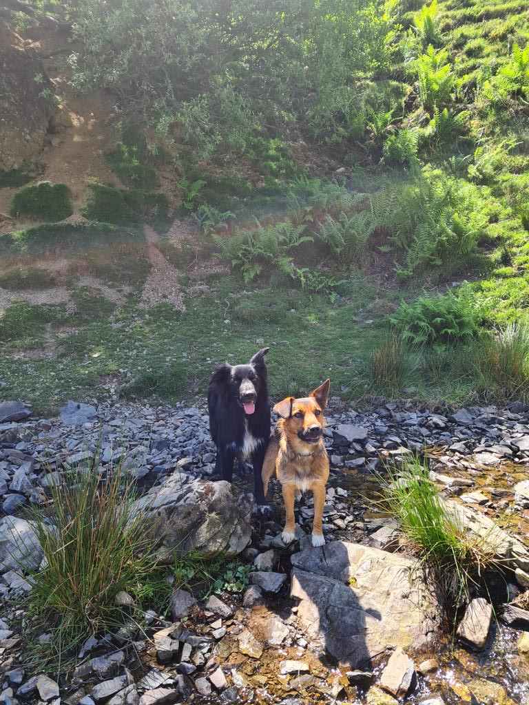 BenjiSansa's tweet photo. Day out ☀️🐕 https://t.co/EQG398quJU