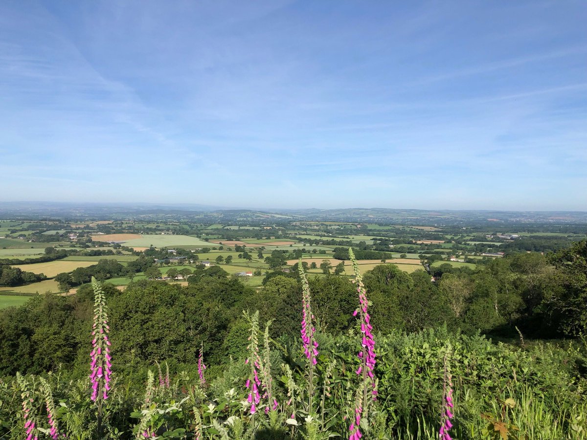 ladypeile's tweet photo. Loving a summers day walk on #HemburyFort @EastDevonAONB #walkingthedog @HonitonWeather #Awliscombe #Devon https://t.co/TgcKdcpwtc