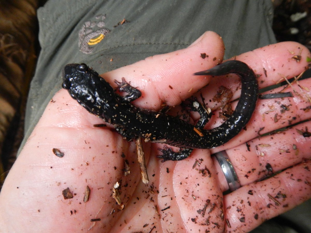 BWRiverkeeper's tweet photo. Happy #NaturePhotographyDay! This #slimy #salamander (Plethodon glutinosus) was photographed (and gently handled) by our #Riverkeeper, Nelson Brooke. https://t.co/mKz9wicrjj
