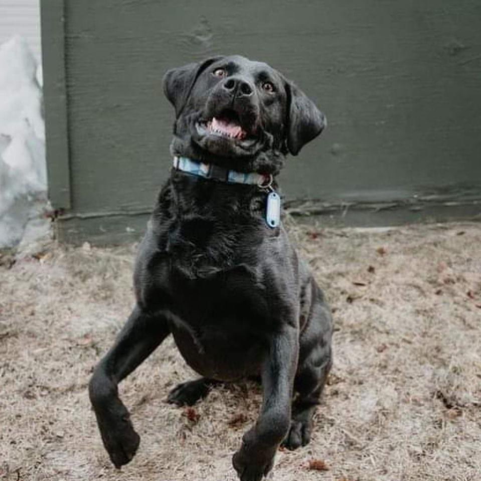 saskdogrescue's tweet photo. #TunaTakeover Tuna wanted to show everyone some of her favourite things! Like; camping, holding hands, her trick “up” &amp; apparently oral hygiene?😂 If you’re looking for a lovable, good pup then Tuna might be the one for you! ♥️🐾

Apply for adoption today https://t.co/PZ5qujrWG3 https://t.co/K75srr0CWI