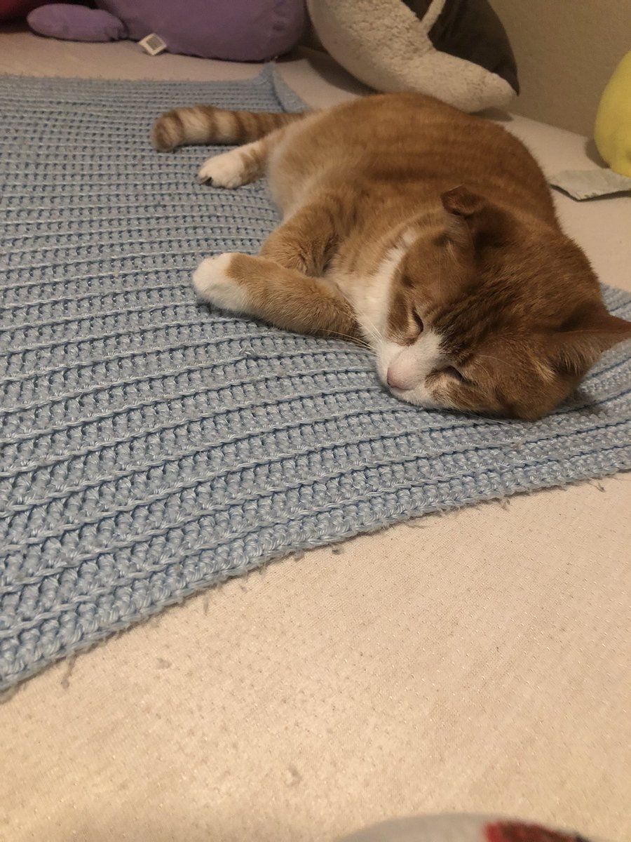 BobTheNinjaCat's tweet photo. Bob had another seizure about an hour ago. It only lasted for about 30 seconds thankfully.  Bless his little heart - he’s just exhausted now.      😢❤️  @BobTheNinjaCat https://t.co/C7PbY0cPsq