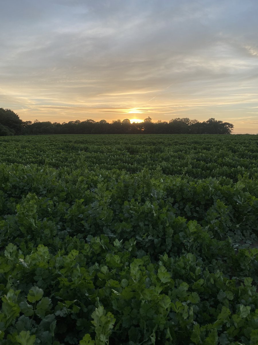 Checking in on the beet, peas and coriander tonight with Suffolk’s best agronomist 🐶 <a href="/AgriiUK/">Agrii</a> #clubhectare #BackBritishFarming #farm365