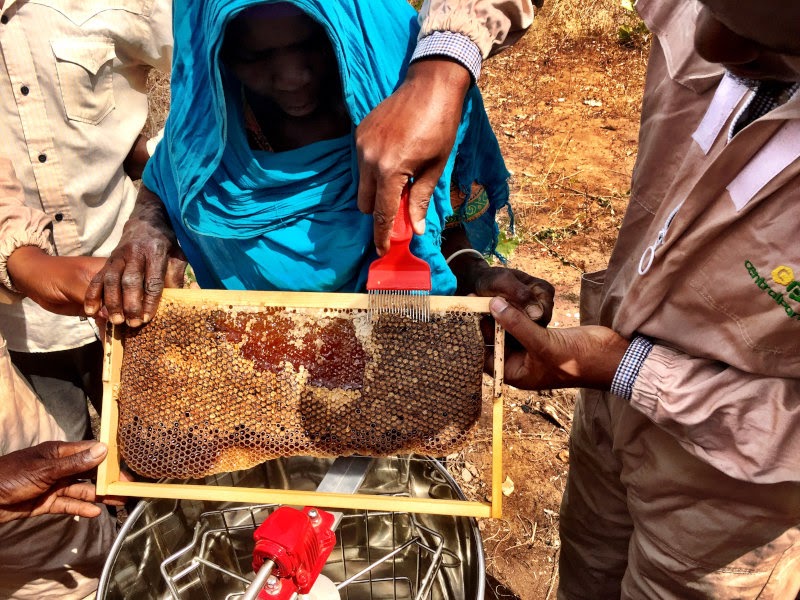 Ormskirk Beekeepers: Producing honey in Tanzania: CEO outlines the journey of Swahili Honey dlvr.it/S1nvd2
