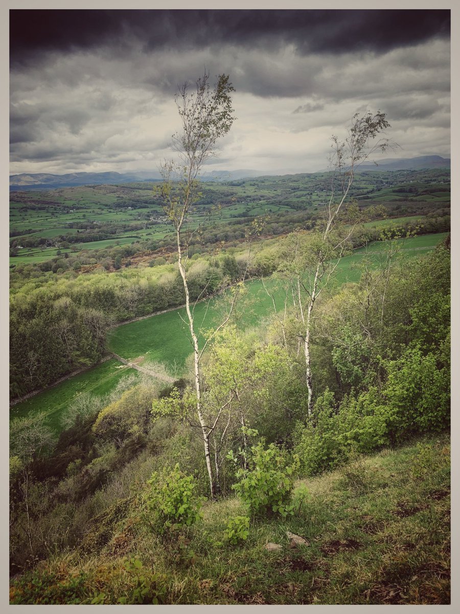 PictureCumbria's tweet photo. Two trees #LakeDistrict #Cumbria #Lythvalley #ScoutScar ⁦@keswickbootco⁩ ⁦@glocky9⁩ ⁦@CumbriaWeather⁩ ⁦@CumbrianRambler⁩ ⁦@LakeDistrictPR⁩ ⁦@EnvAgencyNW⁩ ⁦@OrdnanceSurvey⁩ #OL7 https://t.co/jwrw9u41Gh