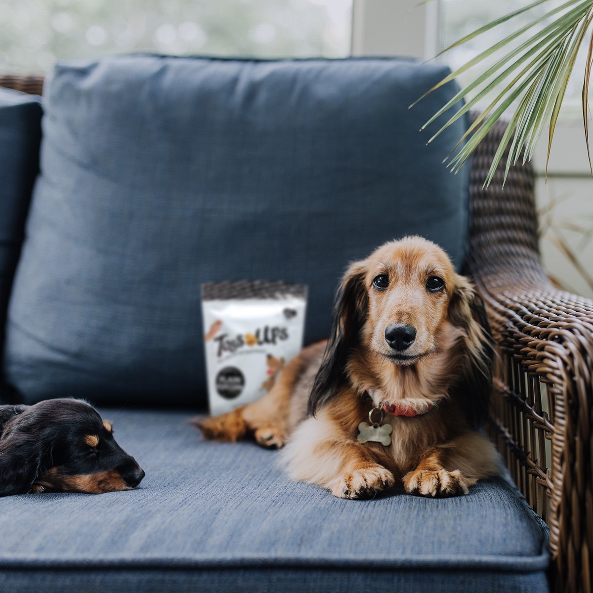 toss_ups's tweet photo. If you love dogs &amp; patios, then you can hangout with us 💙

Purfect treat to pack for patio hopping, shop the treats here: https://t.co/gOhAzriKfV https://t.co/2FPFRqQLfL