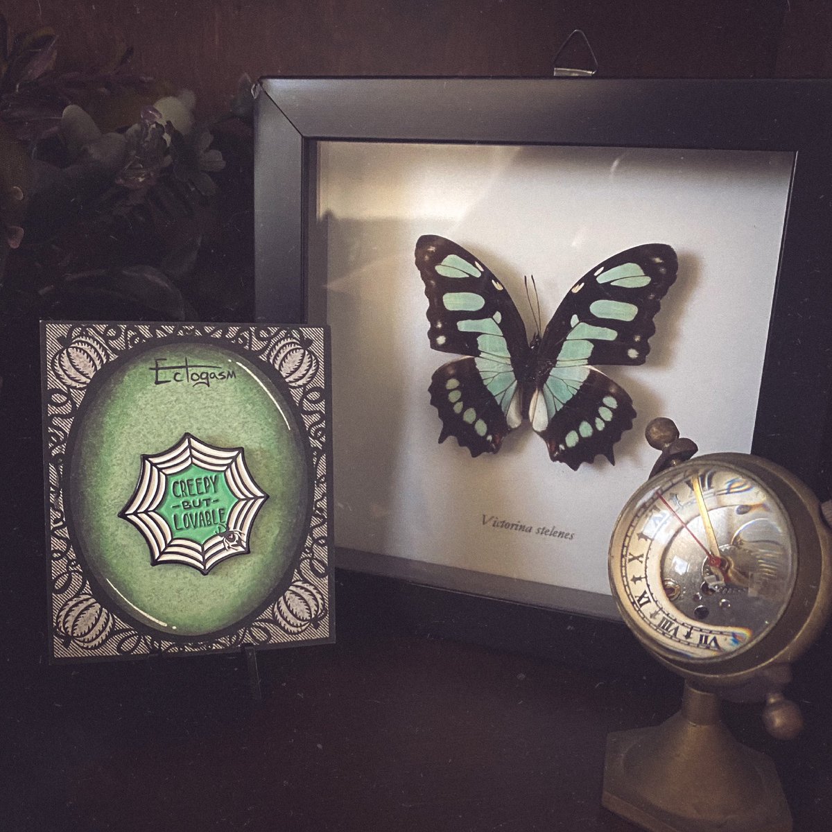 Ectogasm_Art's tweet photo. A pin for anyone who’s ever named the spider living in their house 🕷🖤 

Accompanying butterfly (which I named Beatrice) is from @The_Bone_Room 

#ectogasm #enamelpins #entomology https://t.co/Vv4AS5JRei
