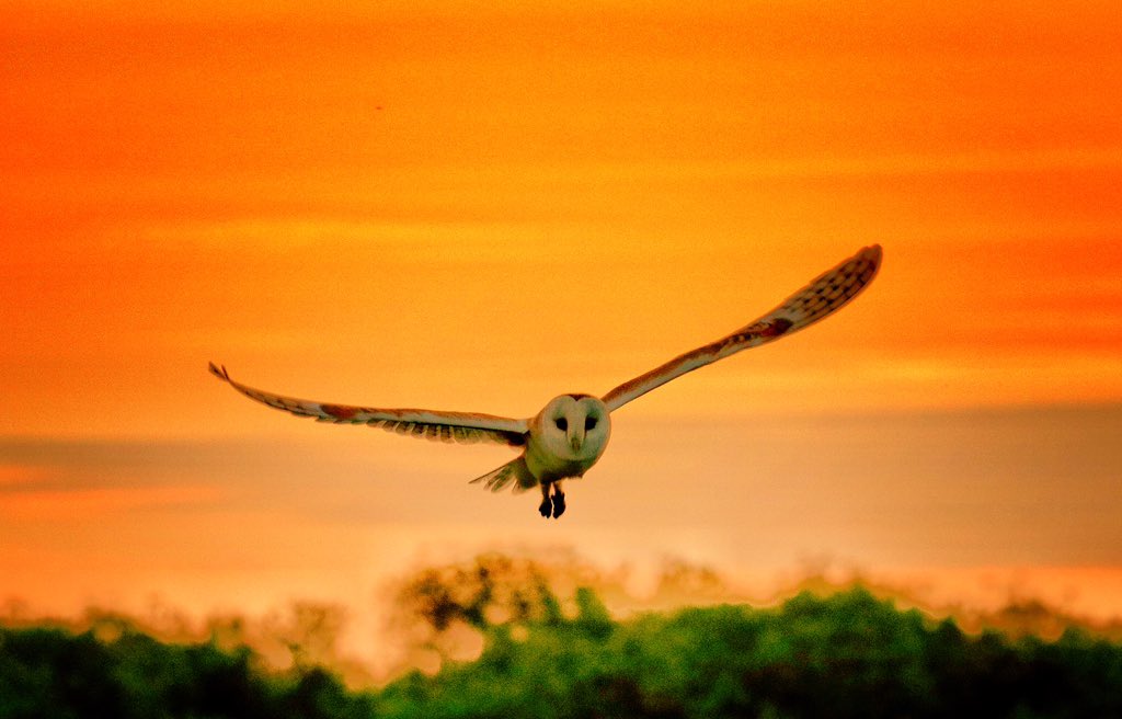 A #barnowl showing off at #sunset this evening. Definitely #RightplaceRightTime 

@ThePhotoHour @BBCLookEast #natureuk #naturephotography #birdsofinstagram