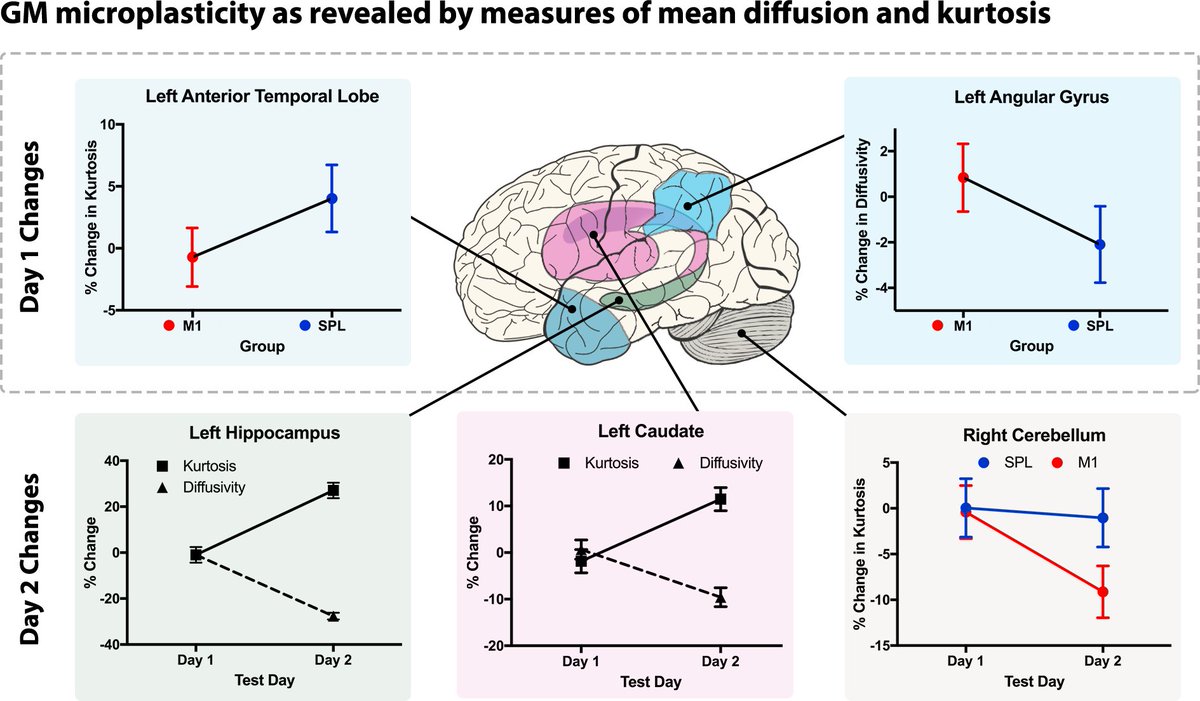 Our brain is very quick at adapting structurally to learning new words - in this combined DKI-TMS study, we were able to record (as well as externally modulate) microstructural changes within only 40 minutes of language learning. dx.plos.org/10.1371/journa…
