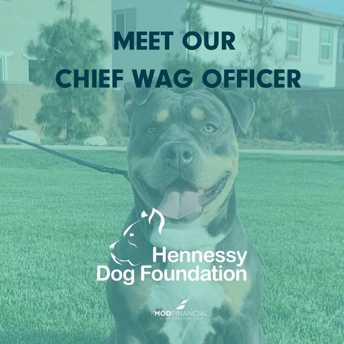 mod_financial's tweet photo. At Mod Financial we Love dogs and will be announcing the launch of our Foundation "Hennessy Dog Foundation" ( https://t.co/JnqHIk3Lyp ) We aim to help dogs with humane and comfortable travel and transportation and support for special care
#dogs #modfinancial #modprenuer https://t.co/VddSzZR5n6