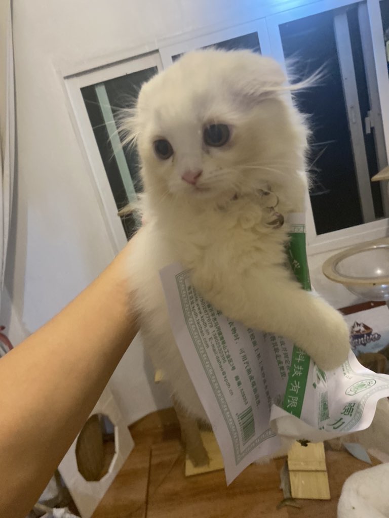 ૮꒰˵• ﻌ •˵꒱ა tweet media