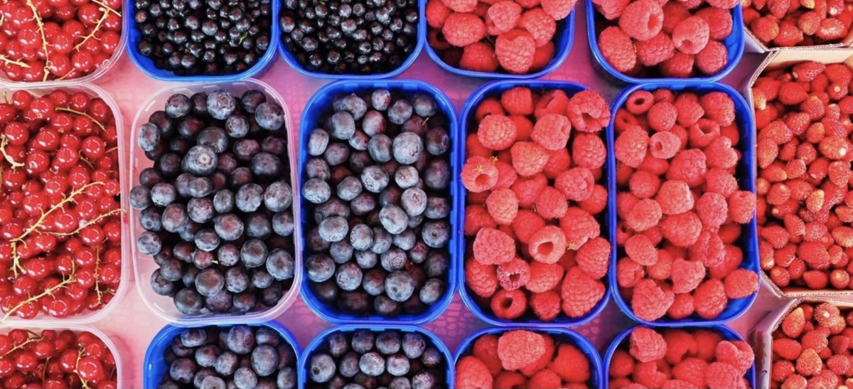 ColoradoStateU's tweet photo. Polyphenols are another reason to eat fruits and vegetables 🫐

The compounds work as antioxidants in the body, and bring many health benefits. 

Read more by @HealthHumanSci’s Kendall Reagan Nutrition Center ⬇️

https://t.co/ehEYC76PcS https://t.co/AQfnYMyZ5q