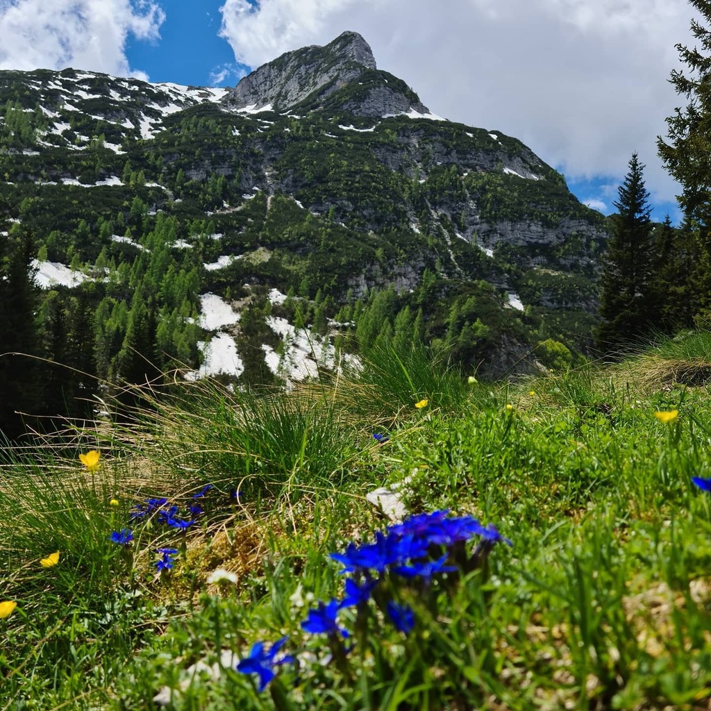 Where the wildflowers live 🌼 🏔
.
.
.
.
.

#gremovhribe #placetovisit #kamdanes #mountainstories #kampadanes #vacationgoals #hribovc #mountains #krnskajezera #krn #slovenia #lepena #bovec #escapesnaps #landscapephotography #moutainscape #nature_pics #… instagr.am/p/CQJdCy6llD_/