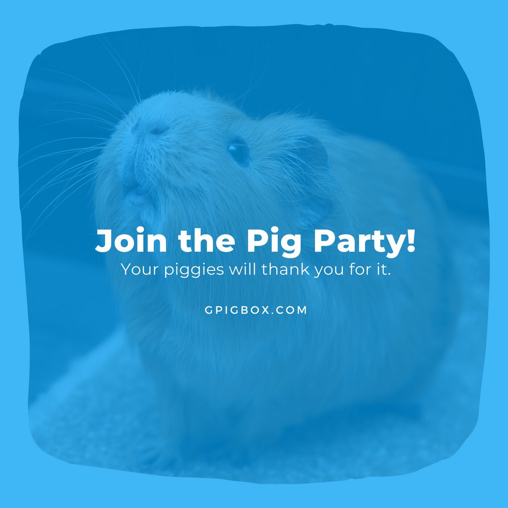 gpigbox's tweet photo. Have you joined yet?!😍

😍 Sign up for our box to spoil your piggies and yourself each month! 📦🐷⁠

⁠#guineapig #guineapigsofinstagram #guineapigs #guineapiglove #cavy #guineapiglife #pets #cute #guineapigsofig #petsofinstagram #guineapiglover #pet #guineapiggies https://t.co/7CfF5vReqt