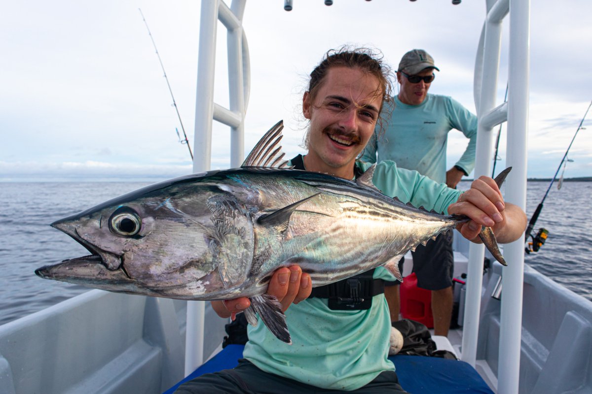 SamTheBigFish's tweet photo. We've been finding some impressive Black Skipjack Tuna this week as well, fantastic light tackle sport! #fishpedasi https://t.co/3K3fP58cxF