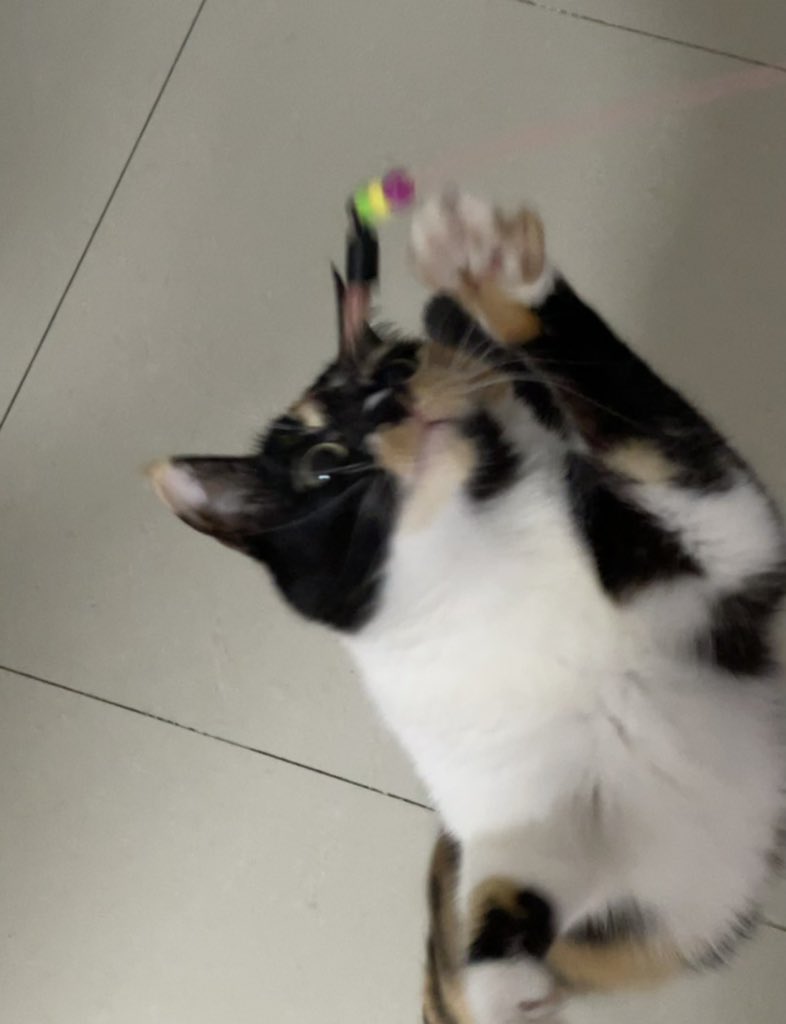 豆奶销售点on Twitter 养豆苗真的太省钱了 五块钱的逗猫棒都秃了铃铛都掉没了 还是玩的很开心