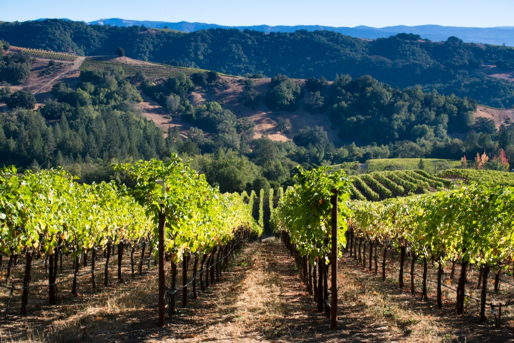 The rugged terrain, and steep slopes of Mount Veeder are what drew Donald Hess to this spot back in 1978. Nestled among the redwoods, it's hard to beat these views on a summer day.