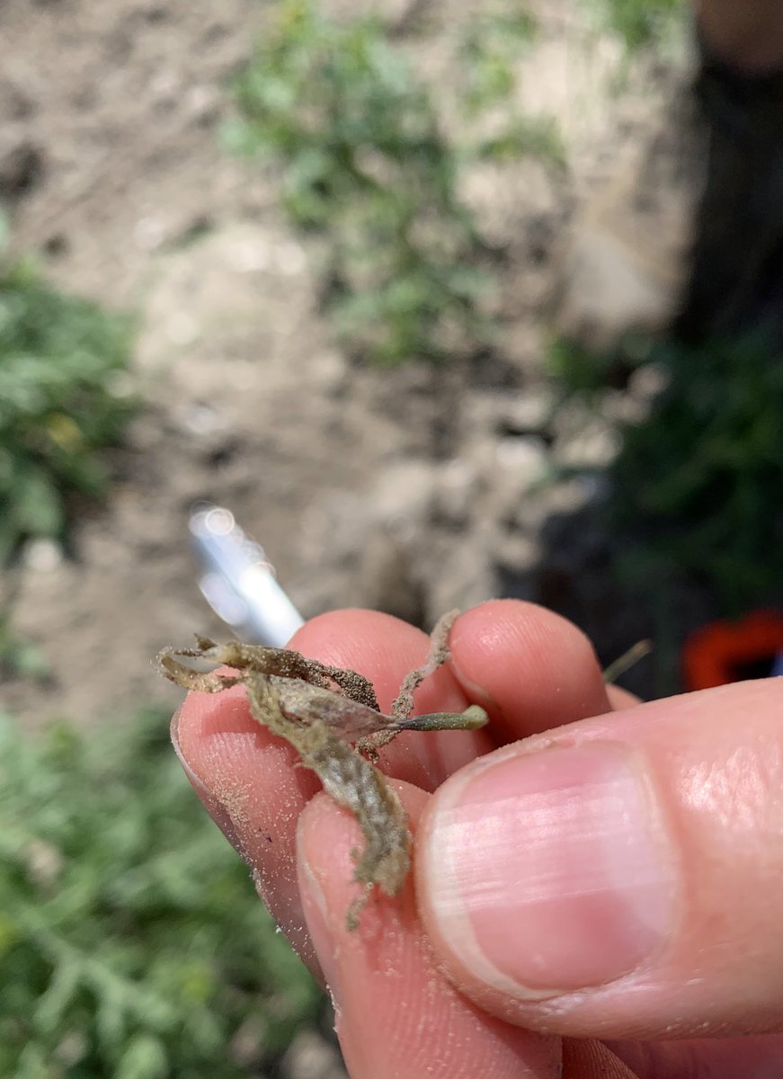 Jaap_Jonker9's tweet photo. Tsja…uienteelt blijft een uitdaging! Een koud voorjaar maar wel een goede opkomst veranderd nu door uitdagingen of probleempjes in de teelt naar een matige stand… #uienvlieg #bonenvlieg #trips #ritnaalden https://t.co/4yjHQUegas