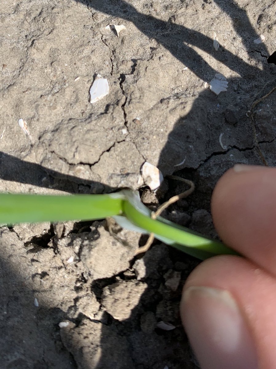 Jaap_Jonker9's tweet photo. Tsja…uienteelt blijft een uitdaging! Een koud voorjaar maar wel een goede opkomst veranderd nu door uitdagingen of probleempjes in de teelt naar een matige stand… #uienvlieg #bonenvlieg #trips #ritnaalden https://t.co/4yjHQUegas