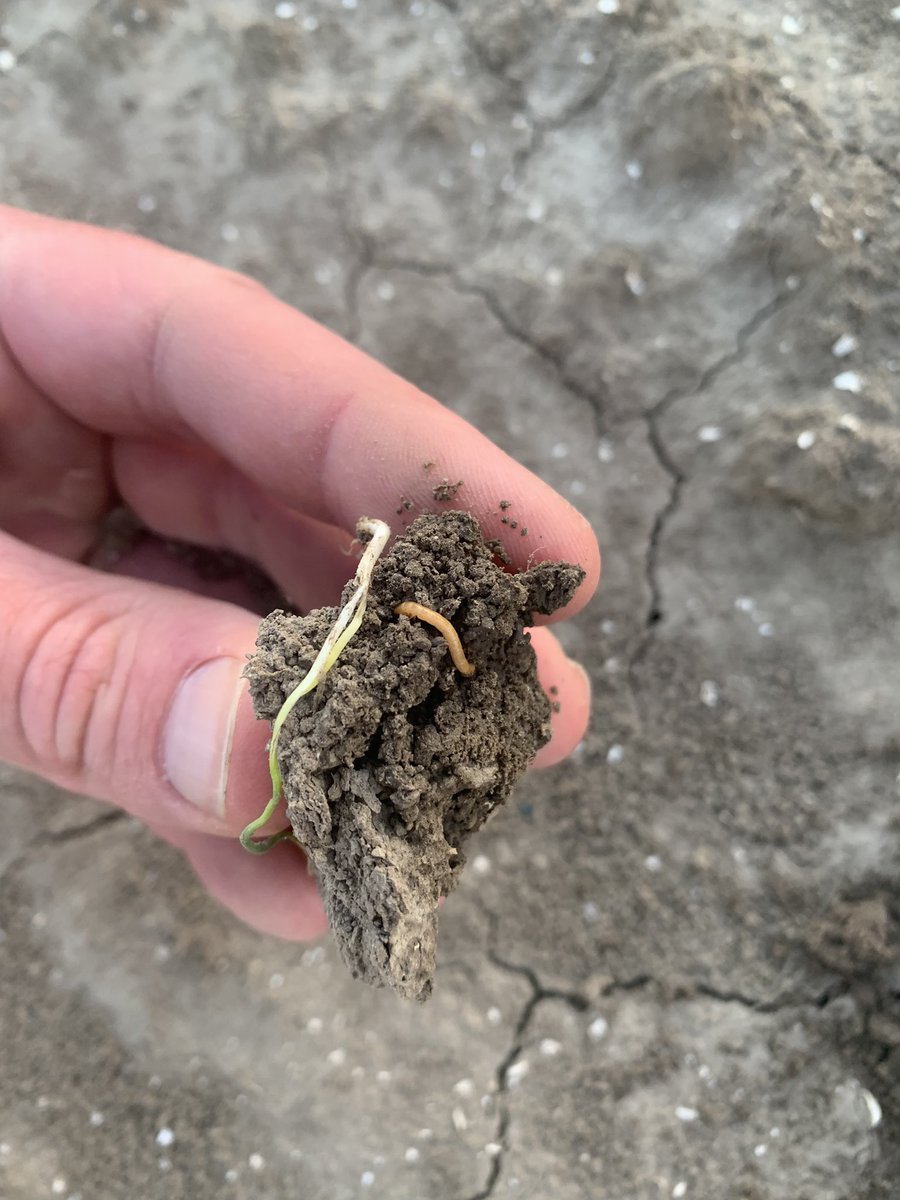 Jaap_Jonker9's tweet photo. Tsja…uienteelt blijft een uitdaging! Een koud voorjaar maar wel een goede opkomst veranderd nu door uitdagingen of probleempjes in de teelt naar een matige stand… #uienvlieg #bonenvlieg #trips #ritnaalden https://t.co/4yjHQUegas